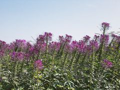 -漩门湾国家湿地公园
