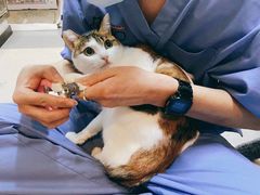 -御宝贝·A梦猫科宠物医院(国际猫友好医院)