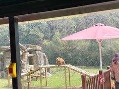 -杭州野生动物世界