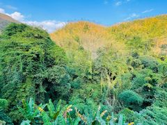 -西双版纳原始森林公园