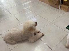 -翊宠yipet猫狗购宠庄园