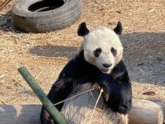 -沈阳森林动物园