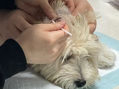 -瑞鹏宠物医院·爱宠堂·骨外专科(西荷分院)