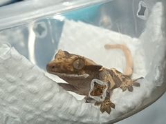 -酷以爬仙阁实体爬宠店·守宫·蜥蜴·专业繁育