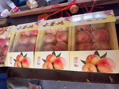-南汇水蜜桃采摘(大团店)