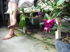 -植觉
