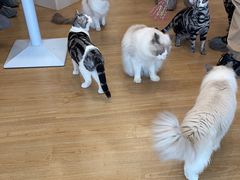 -有喵·猫咖·狗咖·30几只猫10只小狗(岗厦店)