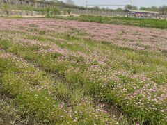 -武汉紫薇都市田园