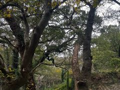 -普陀山风景区-佛顶山