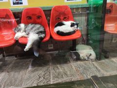 -猫咪博物馆(顶澳仔猫街店)