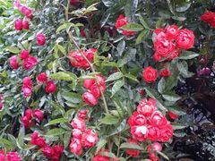 android_upload_pic-金科花卉市场