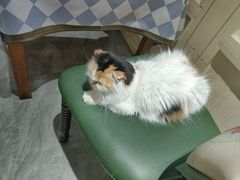 -猫小院猫主题餐厅(南锣旗舰店)