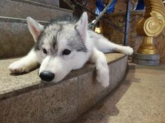 -more than meow吴止猫主题餐厅(承德 中船汇店)