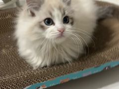 -pd派德宠物中心医院24H急重症·眼科中心·血液透析中心(嵩山北路店)