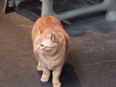 -肥仔文澳门猪骨煲(南京西路店)