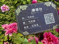 -曹州牡丹园