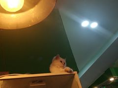 -李小姐の猫咖啡馆(五角场店)