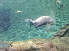 -上海海洋水族馆