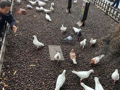 -西湖外事游船(湖滨二公园外事游船码头)