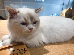 -瞄一喵猫咖(格力海岸店)