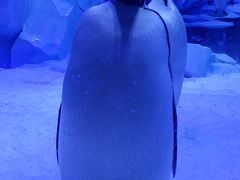 -上海海昌海洋公园