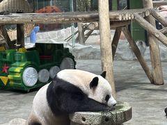 -栾川竹海野生动物园