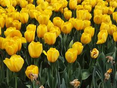 -玄武湖景区-情侣园游乐场