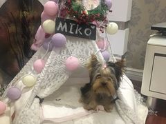 -宠爱有家宠物店(环镇北路店)