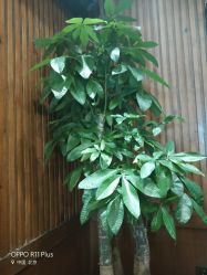 -红人馆造型世爵国际