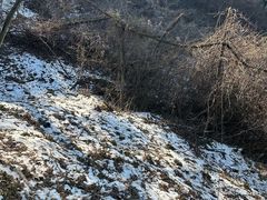 -鲁山国家森林公园