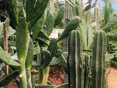 -呀路古热带植物园