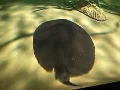 -上海海洋水族馆