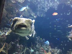 -西雅图水族馆