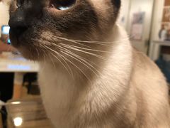 -Cappucimeow猫咪咖啡馆(韦伯时代店)