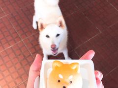 -柴犬高等学院·狗咖·柴犬售卖·宠物训练