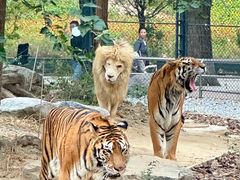 -北京野生动物园