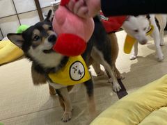 -逗柴咖啡屋·狗咖猫咖宠物桌游