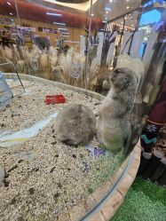 -卡通尼·Safari非洲探索乐园·生日会(金桥国际商业广场店)