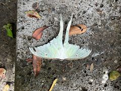 -海南热带雨林国家公园吊罗山景区