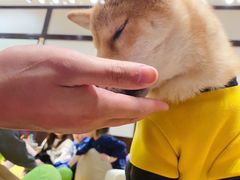 -逗柴咖啡屋·狗咖猫咖宠物桌游