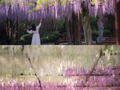 -嘉定紫藤园