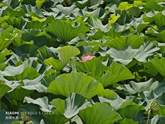 -昆山城市生态森林公园