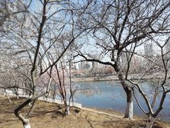-桃花堤公园