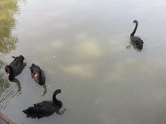 -溱湖国家湿地公园