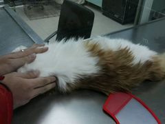 -康乐宝动物医院