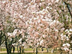 -莲花池公园