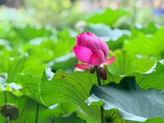 -莲池书院博物馆