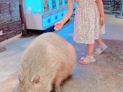-正佳雨林生态植物园