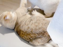 -猫腻·猫咖·撸猫馆(星光大道店)