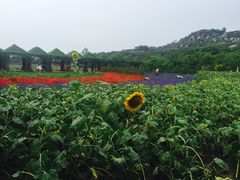 -丹樱生态园